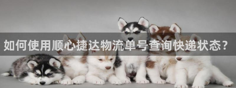 28圈游戏：如何使用顺心捷达物流单号
