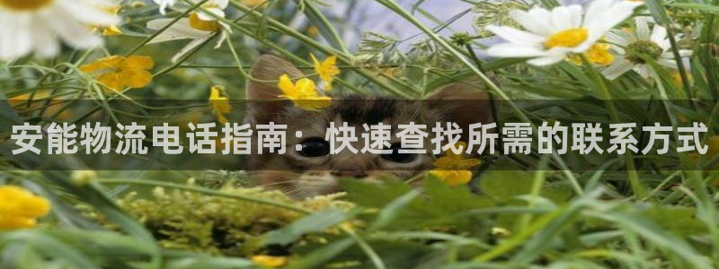 28圈官方官网版：安能物流电话指南：