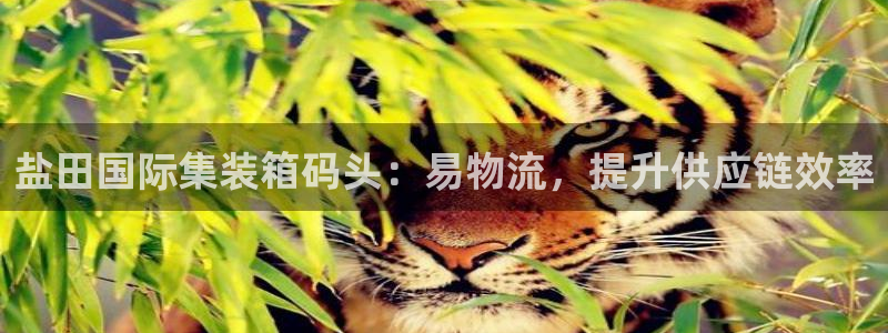 28圈链接是什么：盐田国际集装箱码头