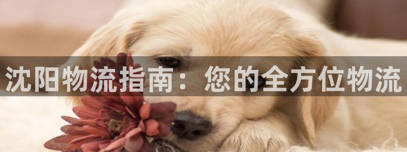 28圈app赢了500万：沈阳物流指