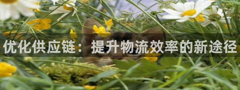 加拿大28圈注册链接：优化供应链：提